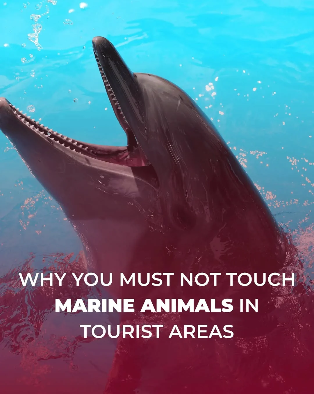 A recent case in Brazil, where a tourist was fined the equivalent of nearly 2,000 USD for touching a sea turtle, has sparked…